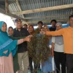 Panen Raya Rumput Laut di Pulau Santari, Wagub Malut Sarbin Sehe Tinjau Langsung Produktivitas Petani Pesisir