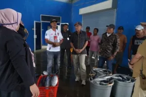 Dorong Konektivitas Maritim, Sarbin Sehe Kunjungi Pelabuhan Panambuang Usai Panen Rumput Laut