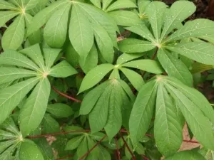 Tangkai dan helai daun singkong hijau sebagai sumber protein nabati dan zat besi