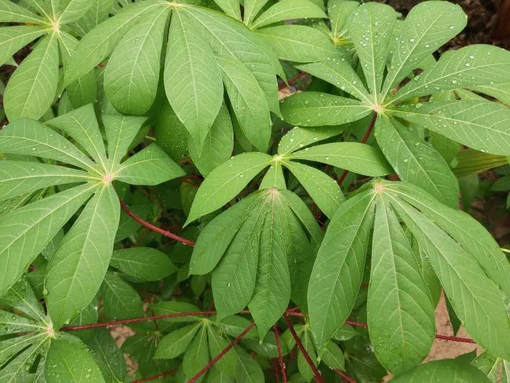 Tangkai dan helai daun singkong hijau sebagai sumber protein nabati dan zat besi