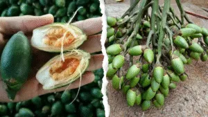 Gambar buah pinang segar yang umum dikunyah di wilayah Indonesia Timur sebagai bagian tradisi dan kesehatan.