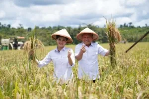 Wakil Gubernur Maluku Utara Sarbin Sehe mendampingi Gubernur Sherly Tjoanda Laos dalam panen raya di Desa Sumber Makmur, Gane Timur.