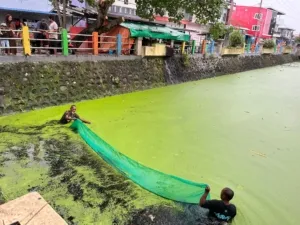 Kolaborasi DKP dan Warga, Taman Lelong Ternate Dibersihkan dari Tanaman Air
