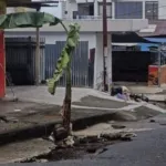 Warga Tanah Tinggi Ternate Tanam Pohon Pisang di Depan RSUD Chasan Boesoirie
