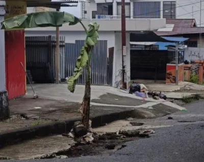 Warga Tanah Tinggi Ternate Tanam Pohon Pisang di Depan RSUD Chasan Boesoirie