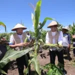 Dokumentasi Panen Jagung SMKN 4 Tidore oleh Wakil Gubernur Maluku Utara di Tayawe.