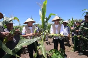 Dokumentasi Panen Jagung SMKN 4 Tidore oleh Wakil Gubernur Maluku Utara di Tayawe.