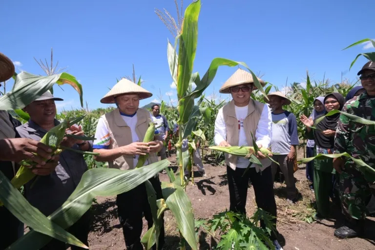 Dokumentasi Panen Jagung SMKN 4 Tidore oleh Wakil Gubernur Maluku Utara di Tayawe.