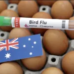 Penyebaran virus flu burung H5N1 pada satwa liar di Australia