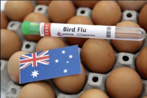 Penyebaran virus flu burung H5N1 pada satwa liar di Australia