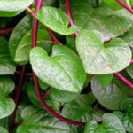 Daun binahong hijau berbentuk hati merambat di pekarangan rumah sebagai tanaman obat herbal.
