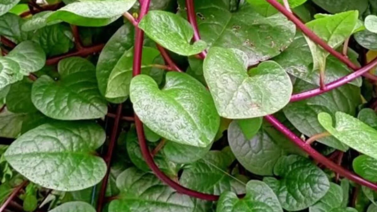 Daun binahong hijau berbentuk hati merambat di pekarangan rumah sebagai tanaman obat herbal.