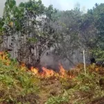 61 Kebakaran Terjadi di Morotai Selatan, Luas Lahan Terbakar Capai 62 Hektare