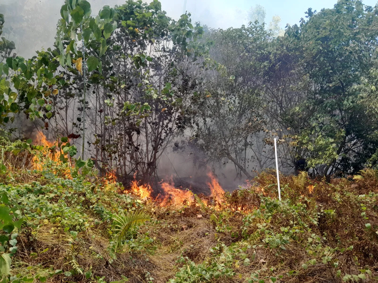 61 Kebakaran Terjadi di Morotai Selatan, Luas Lahan Terbakar Capai 62 Hektare
